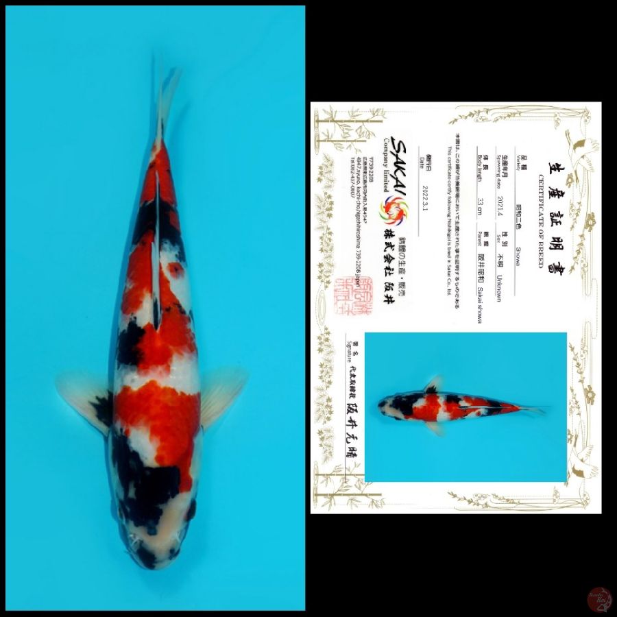 05 ~ SHOWA SAKAI, 33CM, MALE