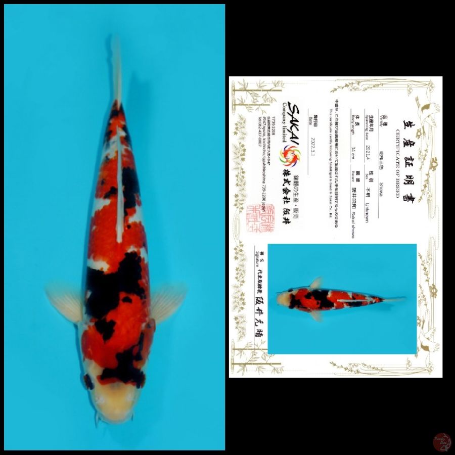 06 ~ SHOWA SAKAI, 34CM, MALE