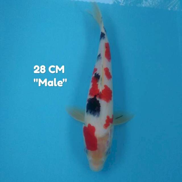 Sanke SQ 28 cm Male ORI 