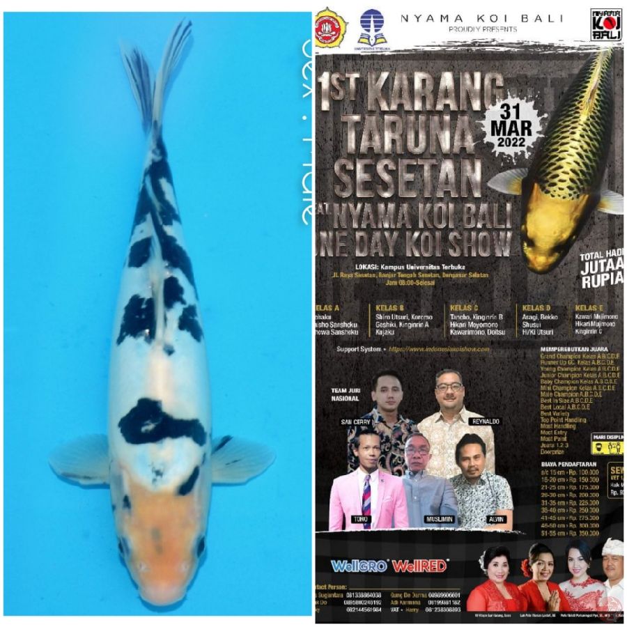 Shiro Doitsu 27cm, Ready Bali Koi Show