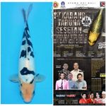 Shiro Doitsu 27cm, Ready Bali Koi Show