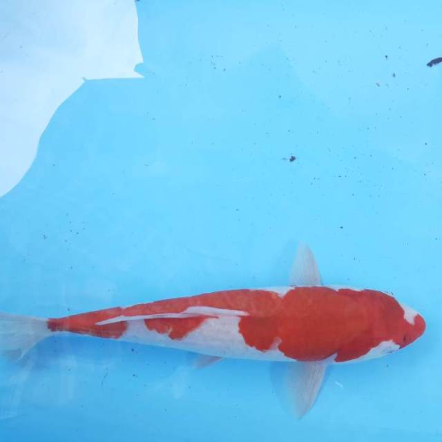 Kohaku 33 cm