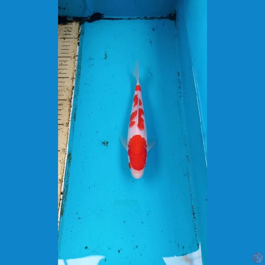 Kohaku 23cm male