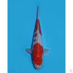 29cm - kin kushui