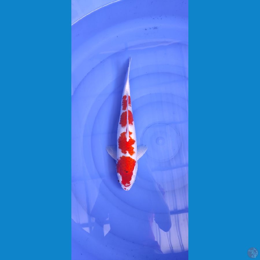 Kohaku Bloodline goshiki 34cm