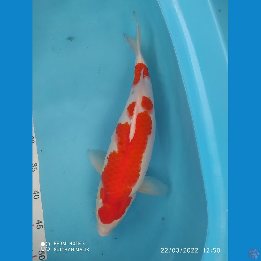 kohaku  40 cm Fm