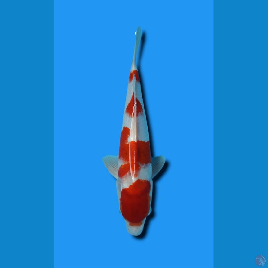 KOHAKU 36CM JANTAN