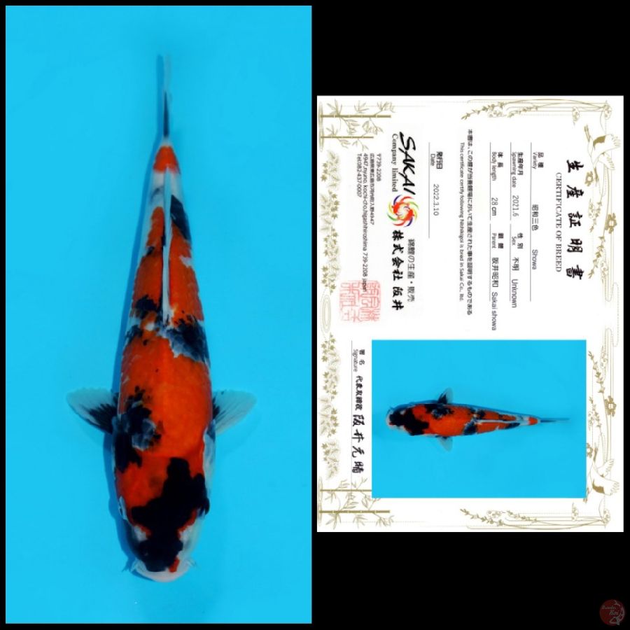 1 ~ SHOWA SAKAI, 28CM