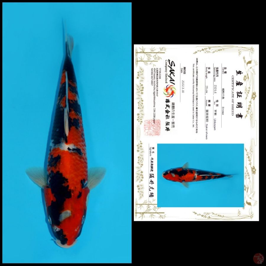 6 ~ SHOWA SAKAI, 29CM