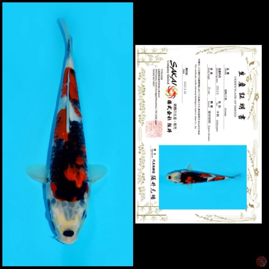 13 ~ SHOWA SAKAI, 25CM