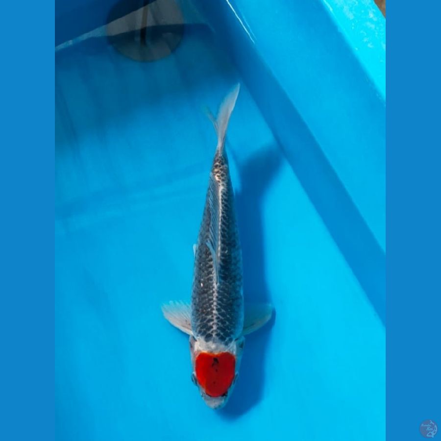 Tancho Gosiki 38cm