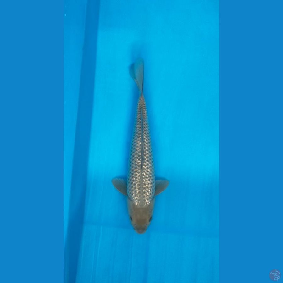 saragoi ginrin 40cm