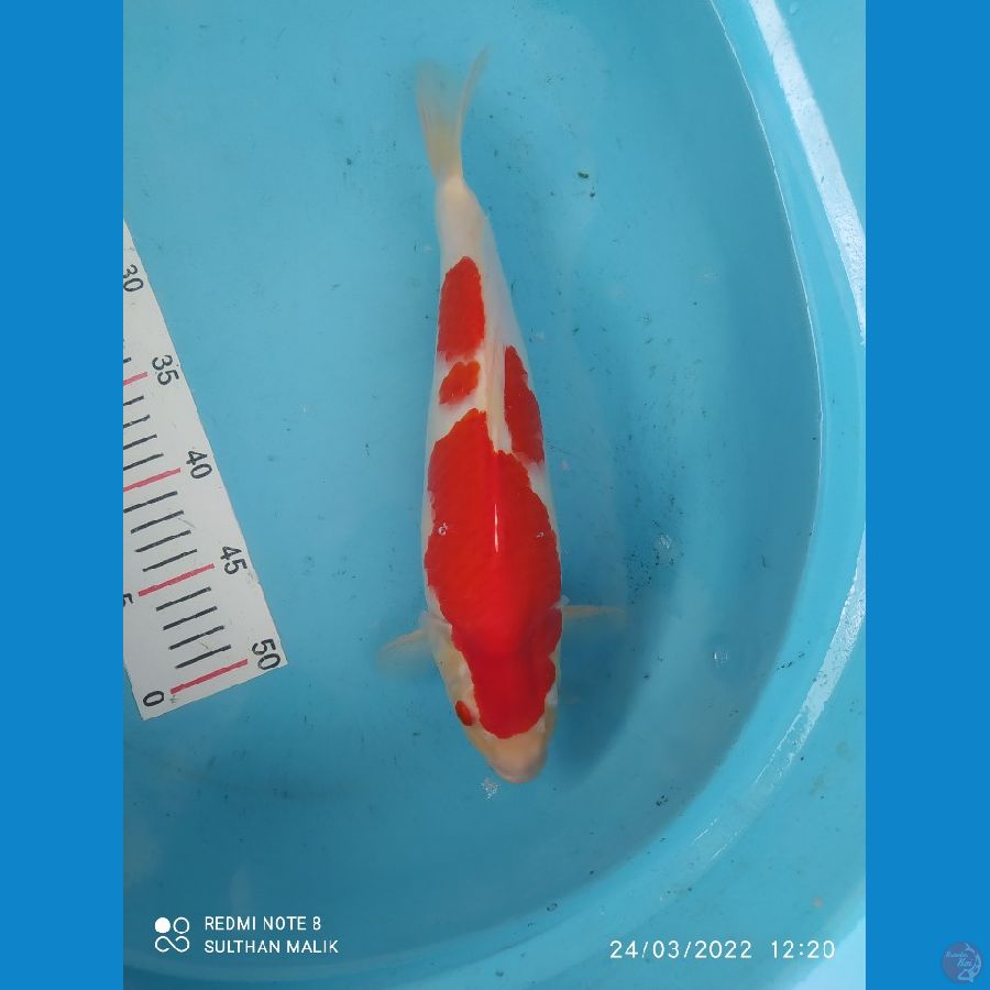 kohaku 34 cm