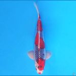 GOSHIKI 31 cm male