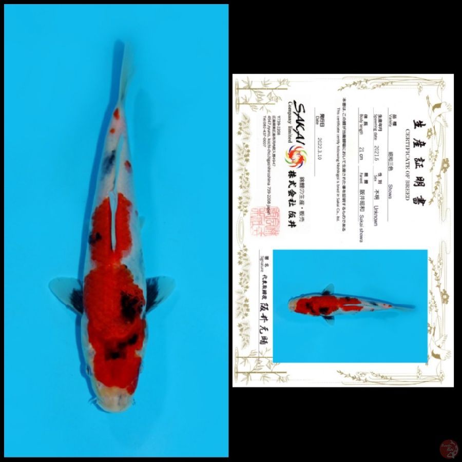 19 ~ SHOWA SAKAI, 21CM