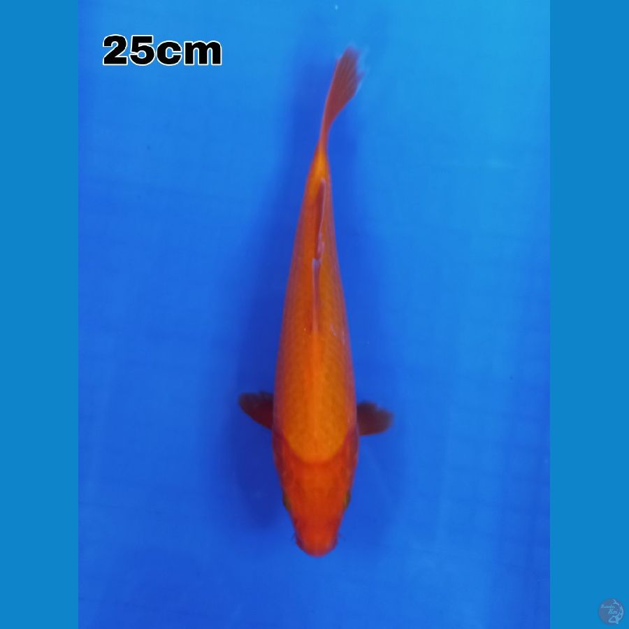 benigoi 25 cm 