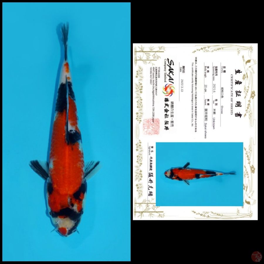 24 ~ SHOWA SAKAI, 20CM