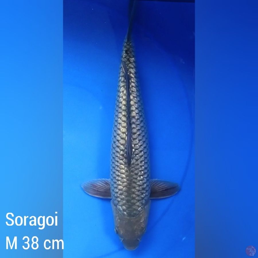 Soragoi Ginrin Jantan 38 cm