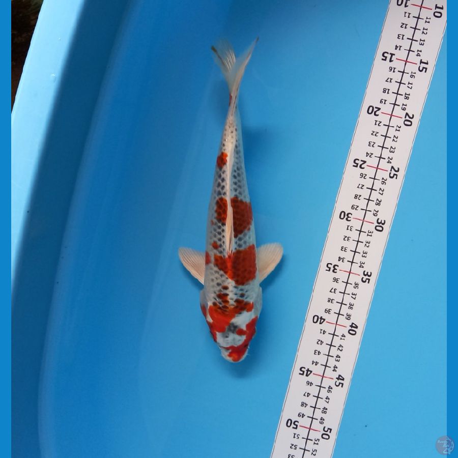 red kujaku 29cm