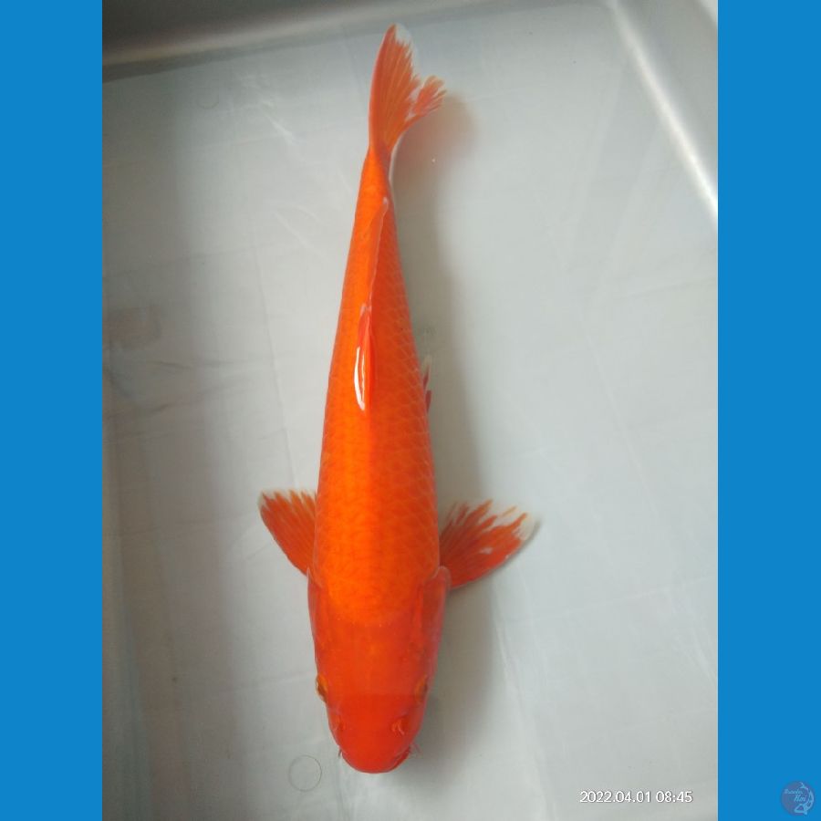 Red Karashi 38cm/jantan