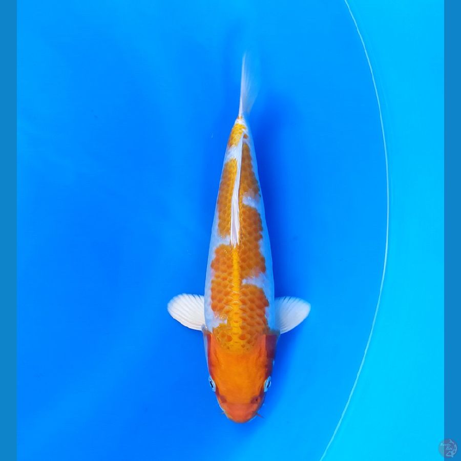Hariwake super bulky