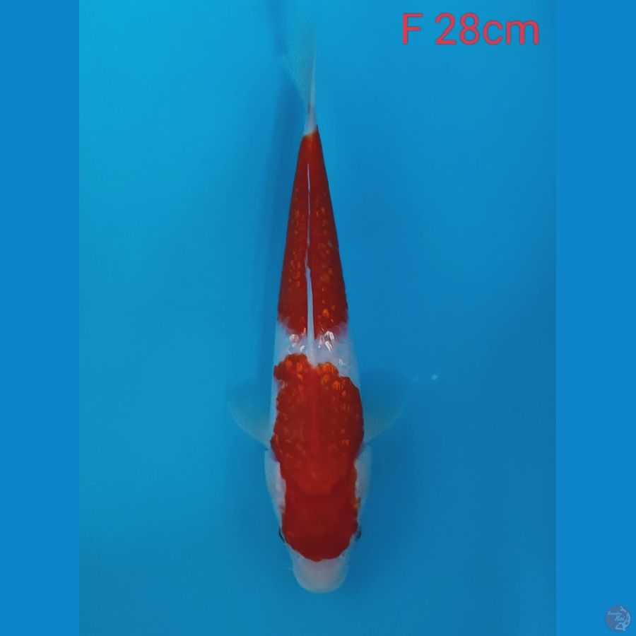 Gindrin Kohaku 28cm 