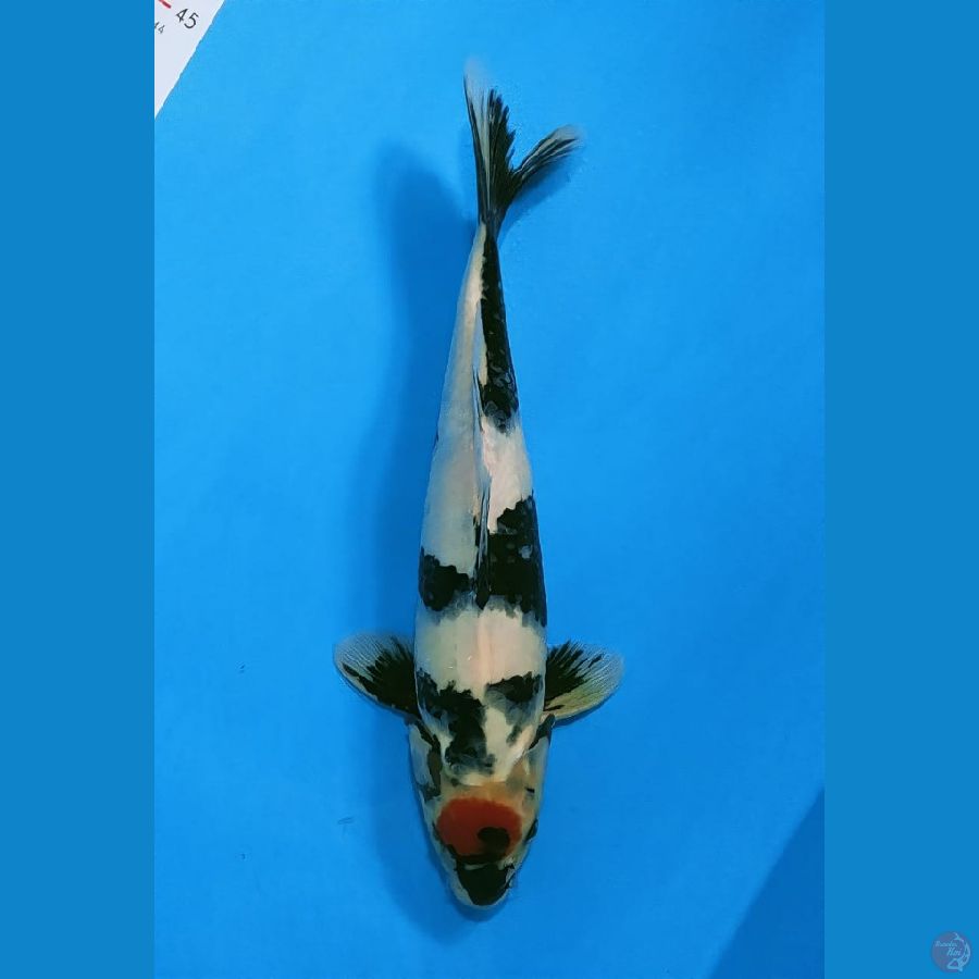 Tancho showa 32cm male