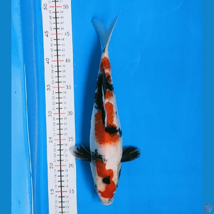 showa 35cm