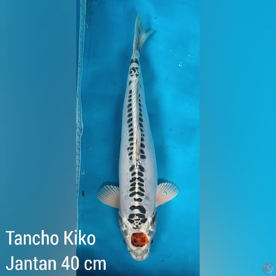 Tancho Kikokuryu Jantan 40 cm