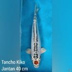 Tancho Kikokuryu Jantan 40 cm