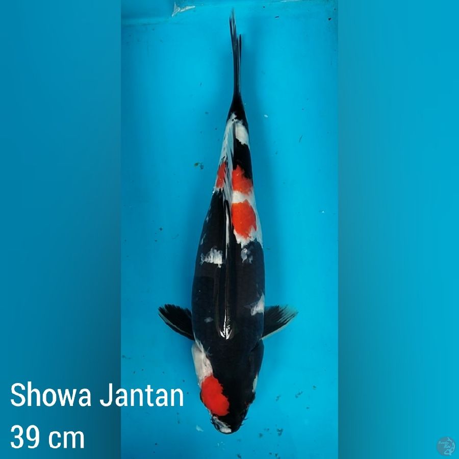 Showa Jantan 39 cm