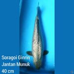Soragoi Jantan Munuk 40 cm