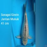 Soragoi Ginrin Jantan Munuk 41 cm