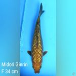 Midori Ginrin Female 34 cm