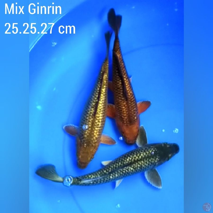 Mix Ginrin size 25,25,27 cm