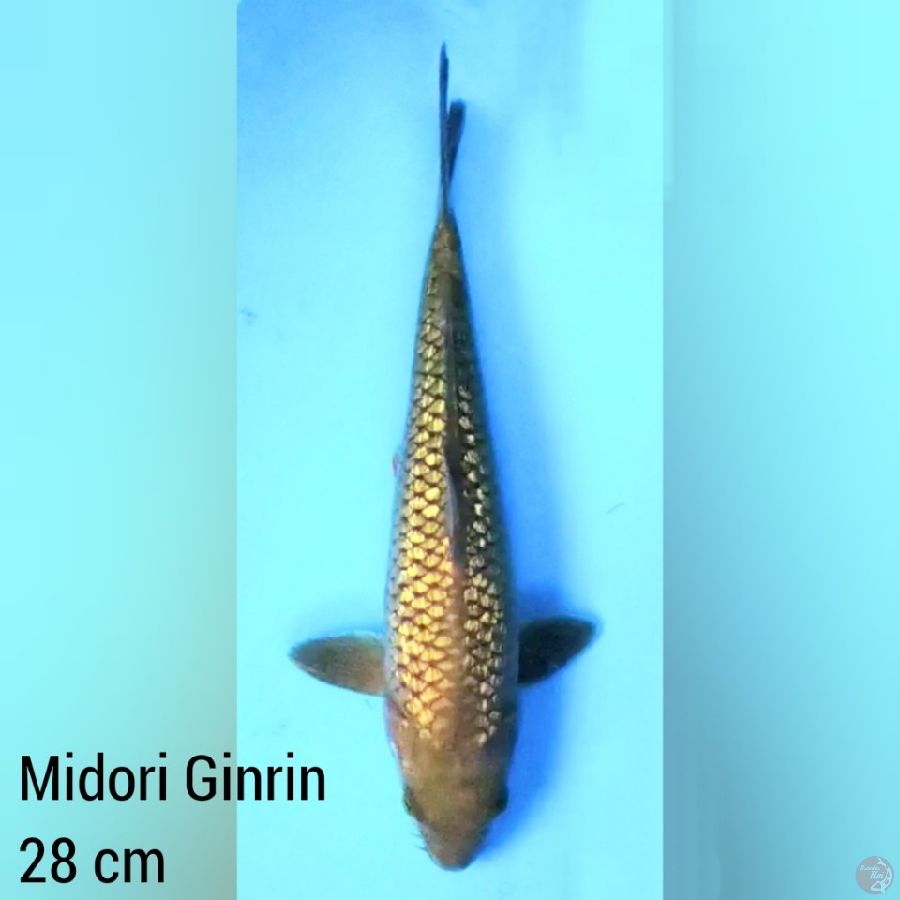 Midori Ginrin 28 cm