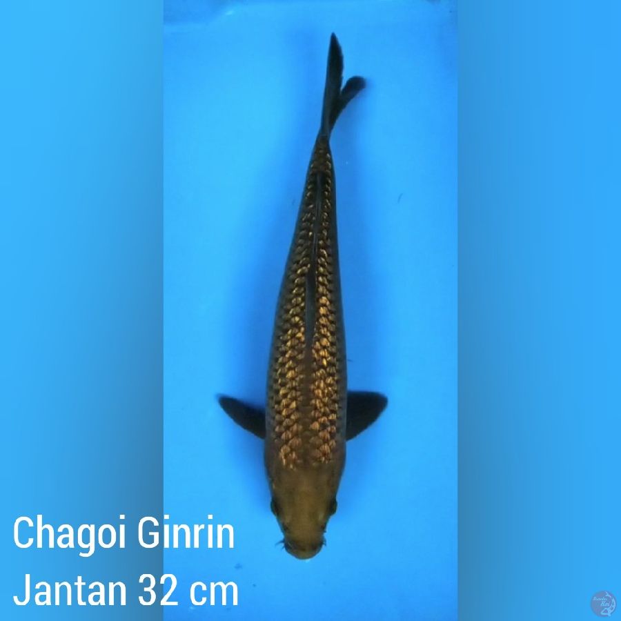 Chagoi Ginrin Jantan 32 cm 