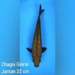 Chagoi Ginrin Jantan 32 cm 