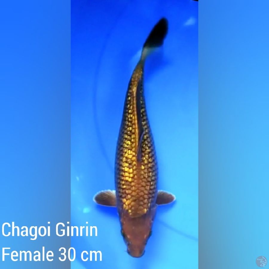 Chagoi Ginrin Female 30 cm 
