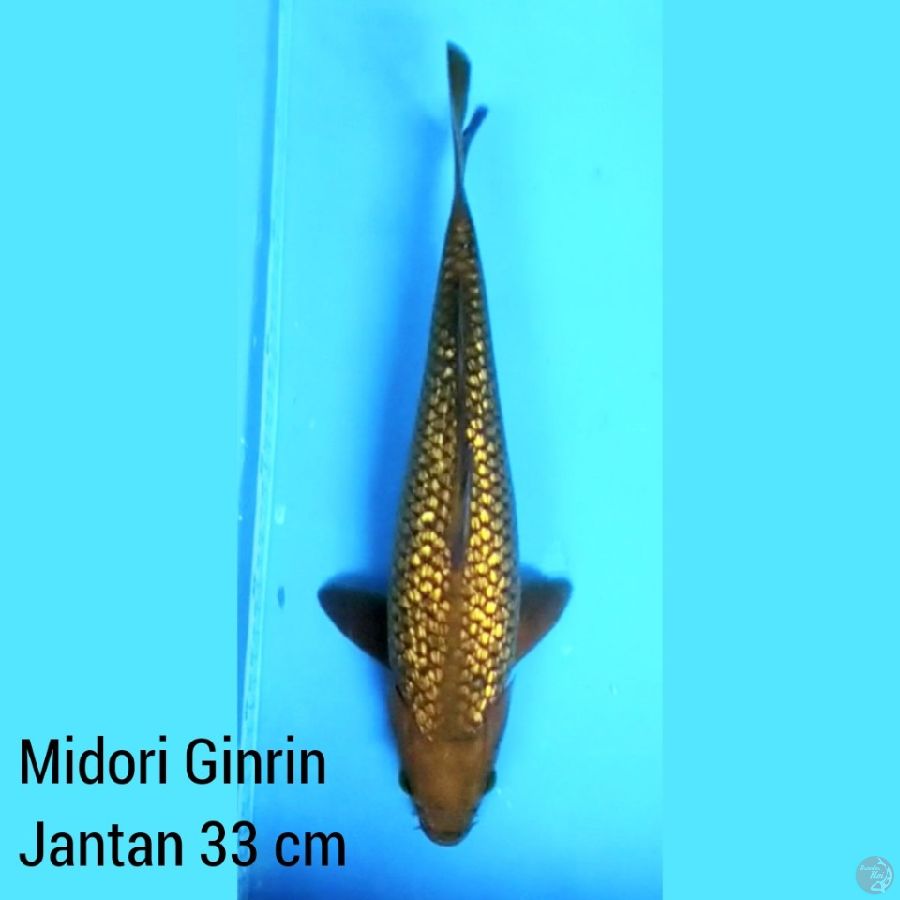 Midori Ginrin Jantan 33 cm