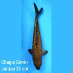 chagoi Ginrin Jantan 31 cm