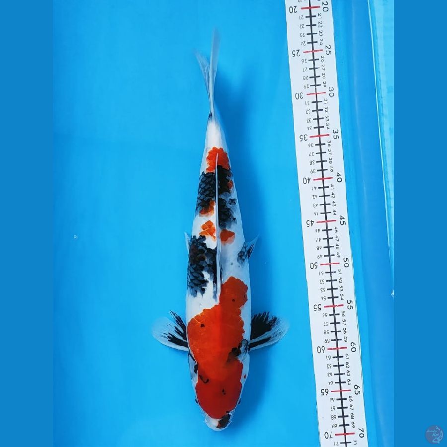 showa 45cm