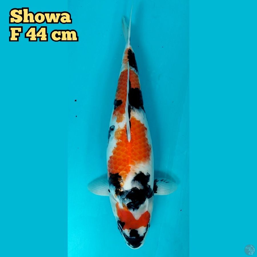 Showa Sansoku F 44 cm