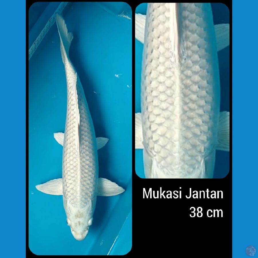 Mukasi Putih Salju Jantan 38 cm 