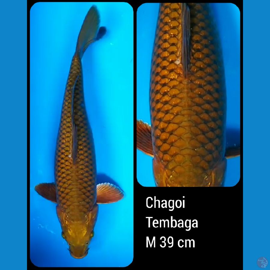 Chagoi Tembaga Jantan 39 cm 