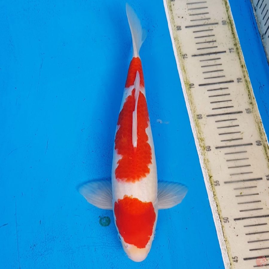 KOHAKU STEP 3