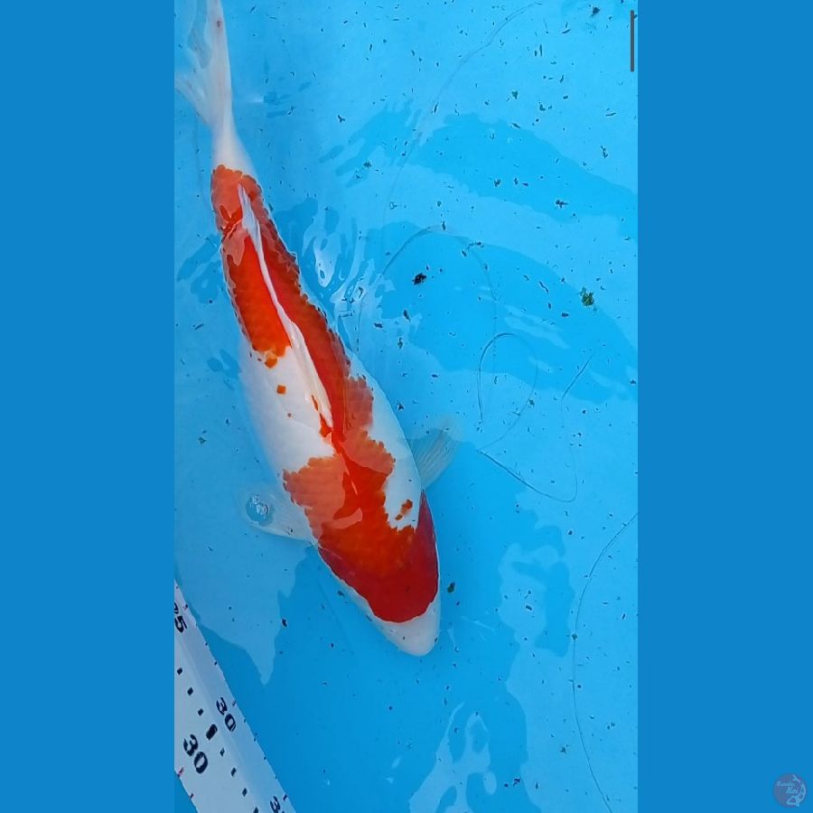 kohaku 33 cm