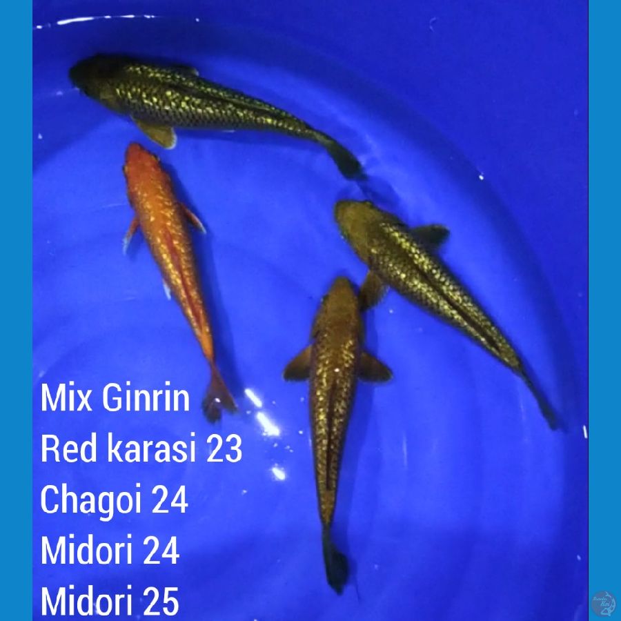 Mix Ginrin 4 ekor