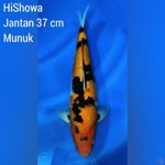 Hi Showa Jantan 37 cm Munuk