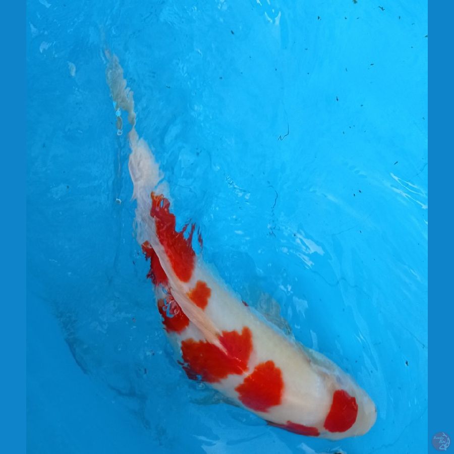 Kohaku 33 cm